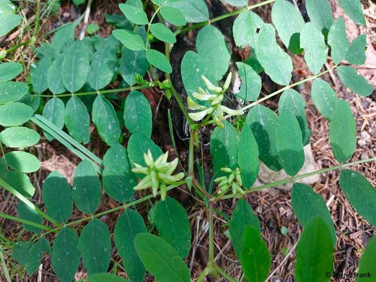 Astragalus glycyphyllos / Bärenschote, Süßblatt-Tragant   (28.06.2024; Steiermark, Ramsau)