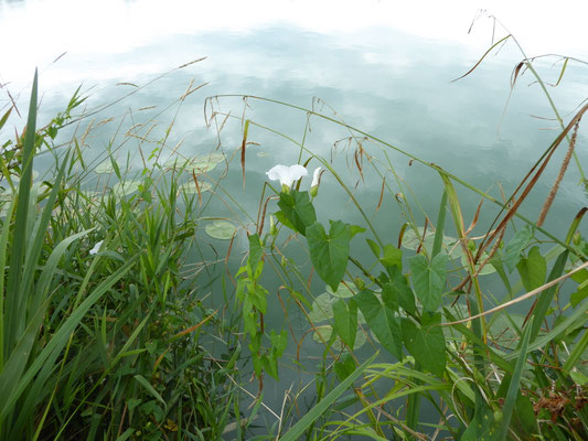 Calystegia sepium / Echte Zaunwinde    (29.07.2022; Bad Waldsee, am Stadtsee)
