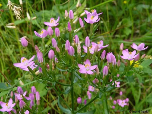 Centaurium spec. (50 Arten)