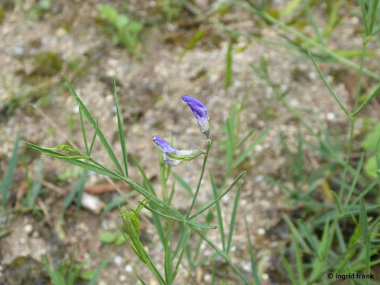 Lathyrus bauhini / Schwert-Platterbse  (25.06.2025; Botanischer Garten der Universität Tübingen)