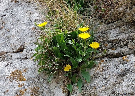 Hieracium humile / Niedriges Habichtskraut; nur Baden-Württemberg, Deutschland ungefährdet