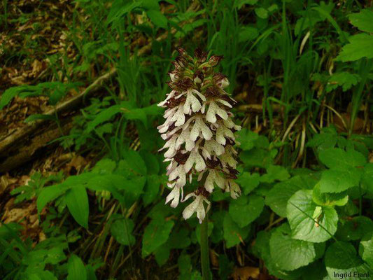 Orchis purpurea / Purpur-Knabenkraut; Baden Württemberg: 2 (stark gefährdet)