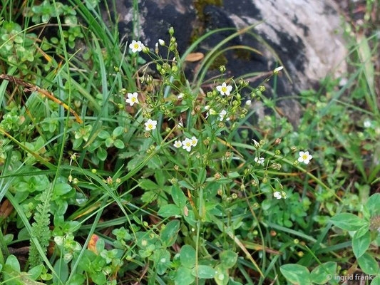 Linum catharticum / Purgier-Lein  (28.06.2024; Steiermark, Ramsau)