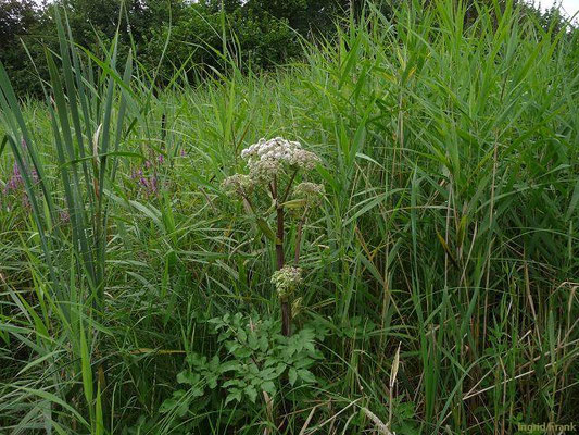 Angelica spec. (100 Arten)