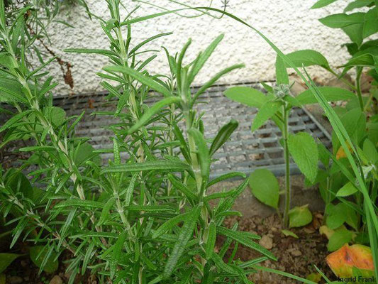 Rosmarinus officinalis - Rosmarin