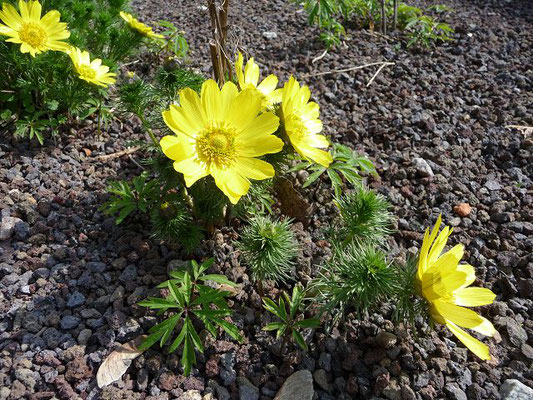 Frühlings-Adonisröschen / Adonis vernalis; Familie Hahnenfußgewächse / Ranunculaceae    (Botanischer Garten der Universität Basel)