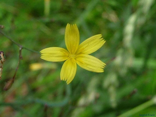 19.07.2011-Mycelis muralis - Mauerlattich