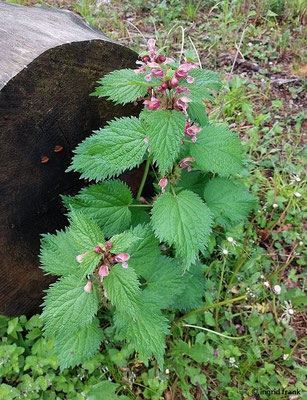 Lamium orvala / Riesen-Taubnessel
