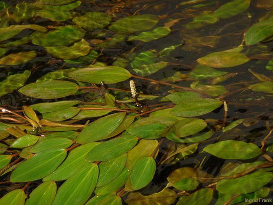 11.08.2013-Potamogeton natans - Schwimmendes Laichkraut (bei Radolfzell)