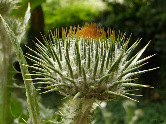 Onopordum acanthium - Eselsdistel