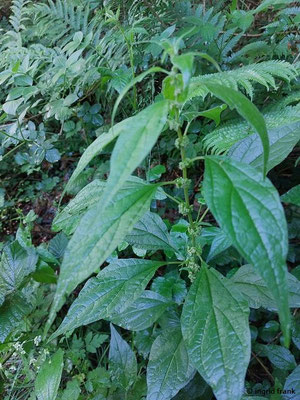 Parietaria officinalis / Aufrechtes Glaskraut