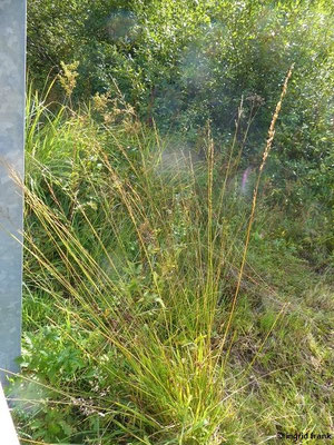 Molinia spec. (2-4 Arten)