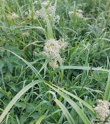Scirpus sylvaticus / Wald-Simse
