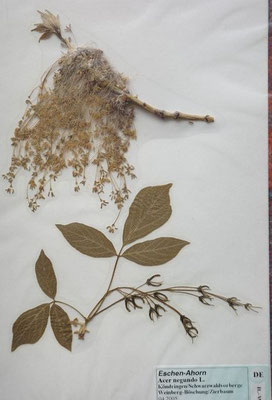 Acer negundo / Eschen-Ahorn