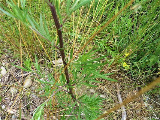 Artemisia verlotiorum / Kamtschatka-Beifuß    (25.06.2011; an der Iller bei Illerrieden / Unteres Illertal)