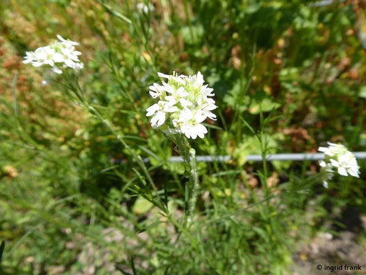 Lepidium graminifolium / Grasblättrige Kresse  VI-VIII  (20.06.2022; Botanischer Garten der Universität Konstanz)
