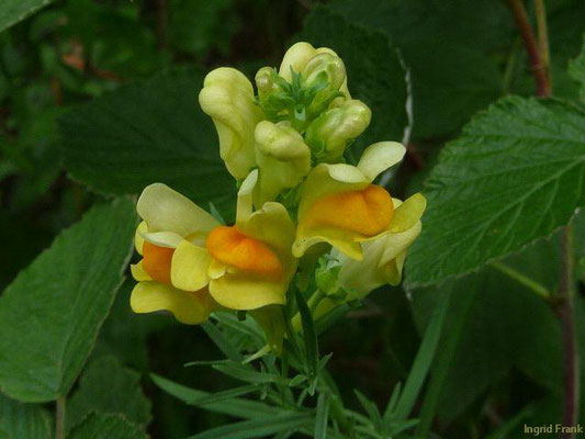 Linaria vulgaris / Gewöhnliches Leinkraut    (20.08.2011; im Tal der Oberen Donau bei Fridingen)   