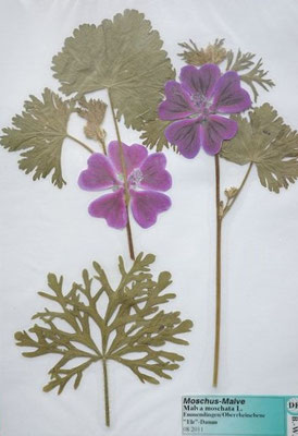 Malva moschata / Moschus-Malve  (08/2011; Emmendingen, Rheinebene)  (Herbarium Dr. Wolf v. Thun)