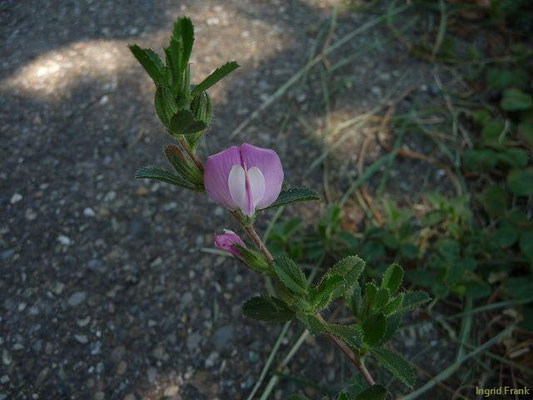 Ononis repens / Kriechende Hauhechel