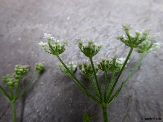 Torilis japonica / Gewöhnlicher Klettenkerbel