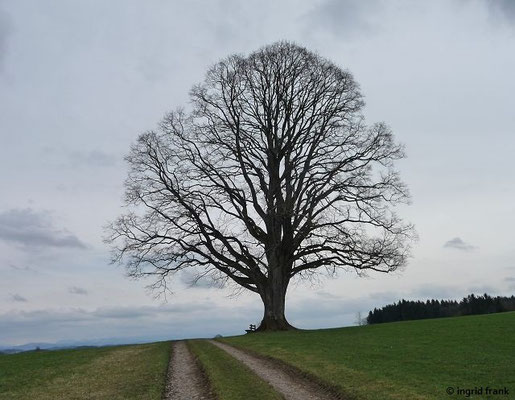 Tilia spec. (23 Arten)