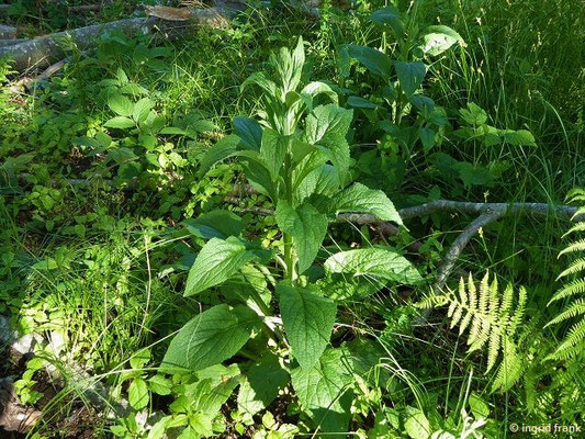 Digitalis purpurea / Roter Fingerhut   (01.06.2019; Lochmoos)