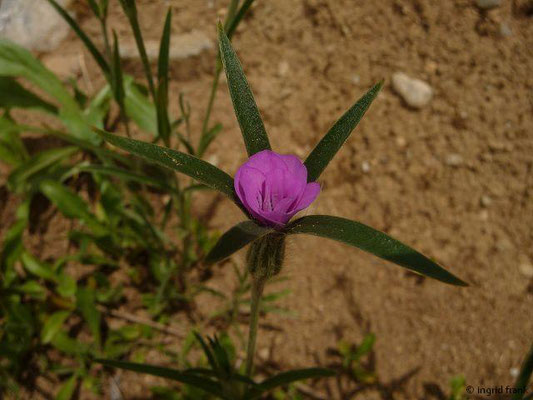 SAMEN GIFTIG: Korn-Rade / Agrostemma githago; Familie Nelkengewächse / Caryophyllaceae
