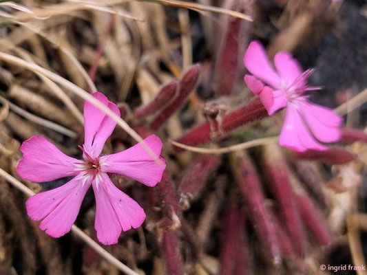 Saponaria sicula / Sizilianisches Seifenkraut (28.09.2025; Ätna)