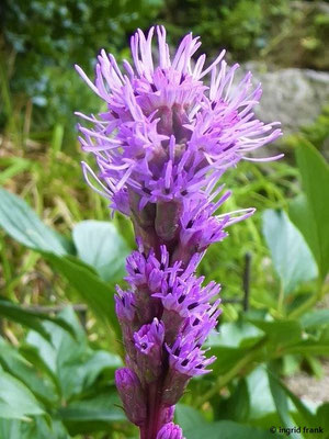 Liatris spicata - Ährige Prachtscharte (Botanischer Alpengarten Sündermann in Lindau)