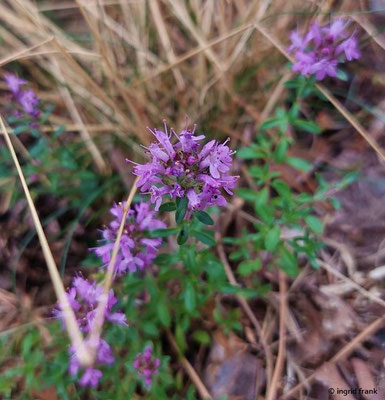 Thymus serpyllum / Sand-Thymian     VII-IX