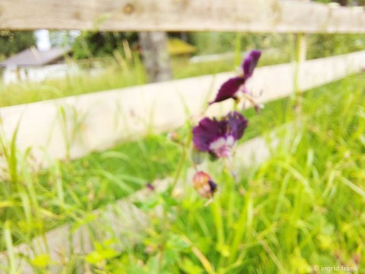 Geranium phaeum / Brauner Storchschnabel  (28.06.2024; Steiermark, Ramsau)