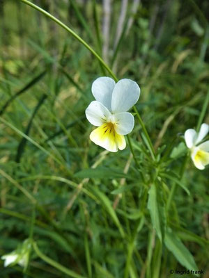 Viola arvensis / Feld-Stiefmütterchen
