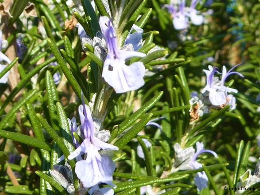 Rosmarinus spec. (2 Arten)