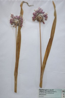 Allium scorodoprasum / Schlangen-Lauch    (Herbarium Dr. Wolf von Thun)