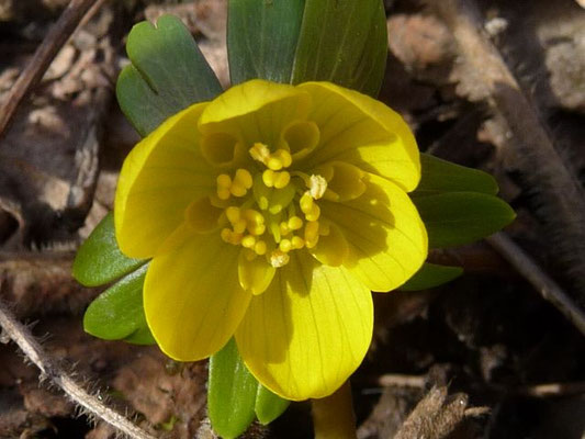 Eranthis spec. (8 Arten)