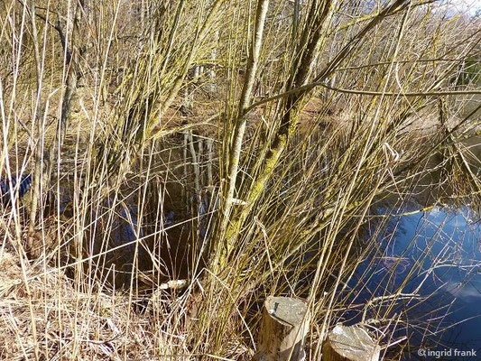 08.03.2021: Salix viminalis / Korb-Weide  