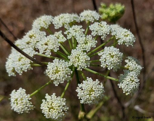 Peucedanum oreoselinum / Berg-Haarstrang VII-VIII