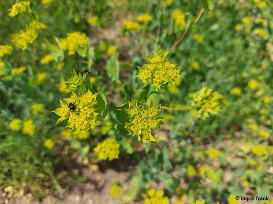 19.06.2026 - Botanischer Garten der Universität Tübingen