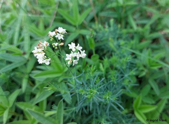 Asperula cynanchica / Hügel-Meier
