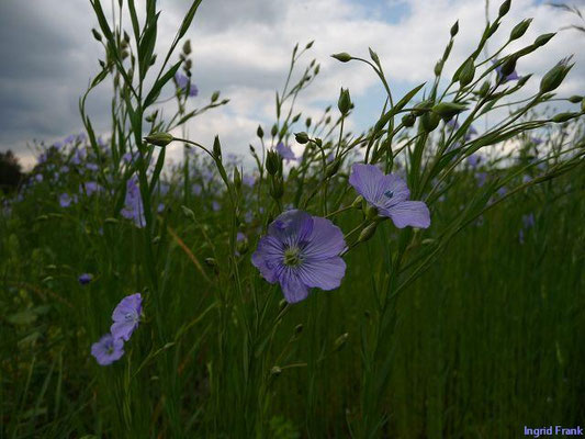 Linum usitatissimum / Echter Lein