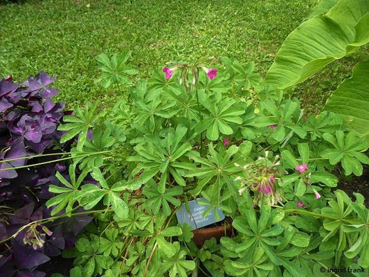 Oxalis lasiandra    (30.07.2022; Botanischer Garten der Universität Basel)