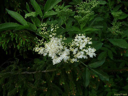 Sambucus nigra / Schwarzer Holunder    VI-VII