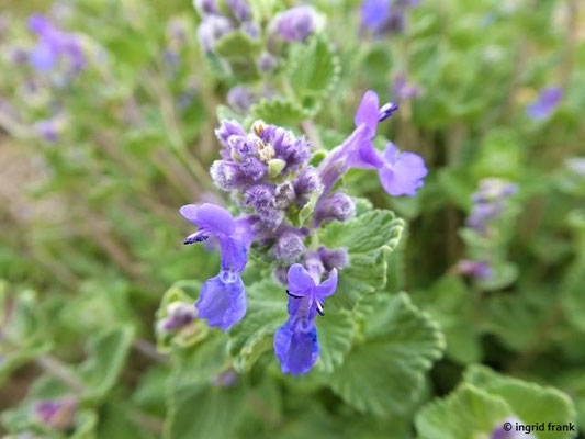 Nepeta racemosa / Trauben-Katzenminze