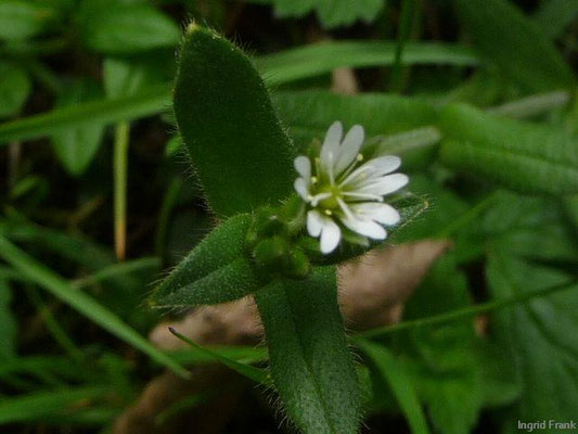 Cerastium fontanum ssp. fontanum / Gewöhnliches Hornkraut