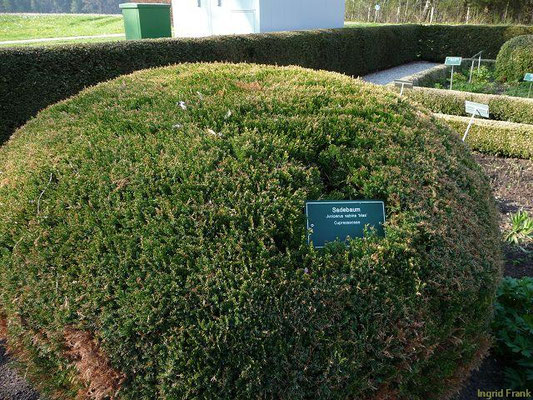Juniperus sabina / Sadebaum, Stink-Wacholder (Heilkräutergarten im Kurpark Bad Wörishofen)