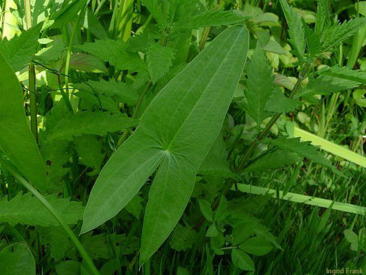 Sagittaria latifolia / Breitblättriges Pfeilkraut    VIII-IX