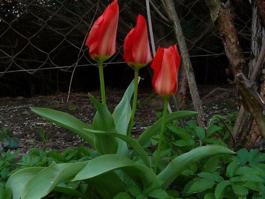 12.04.2011-Tulipa - Tulpe