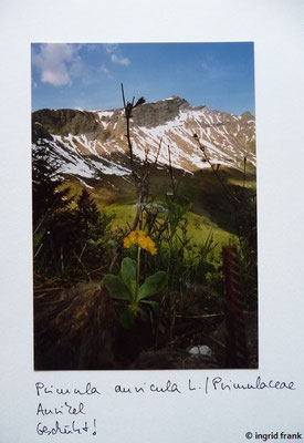 Primula auricula / Alpen-Aurikel