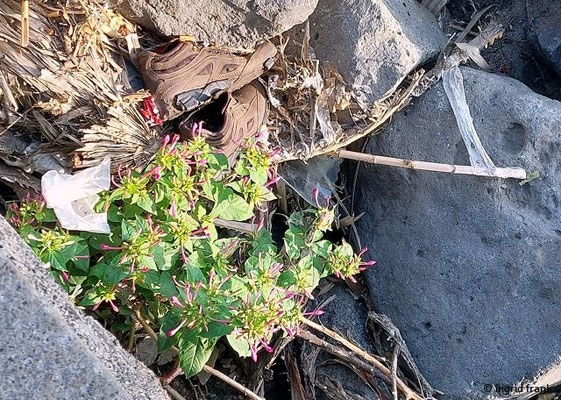 Mirabilis jalapa / Gewöhnliche Wunderblume