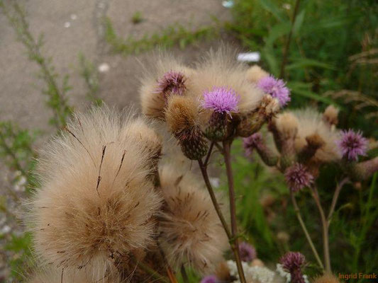 Platz 9: Acker-Kratzdistel / Cirsium arvense    (nachgewiesen in 1150 der 1161 Kartierquadranten)